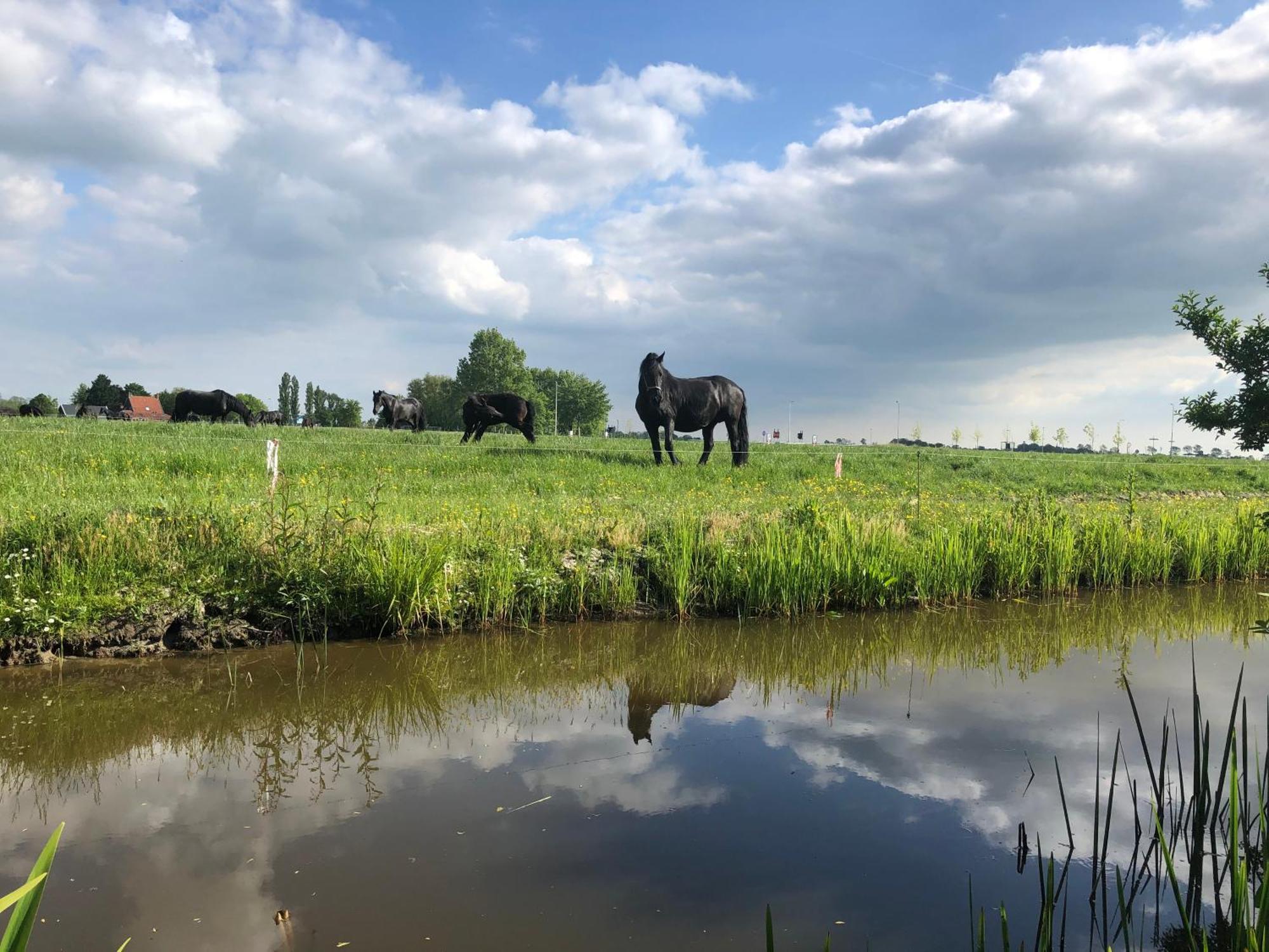 Vakantiehuis In Friesland Voor De Hele Familie Huns Ngoại thất bức ảnh